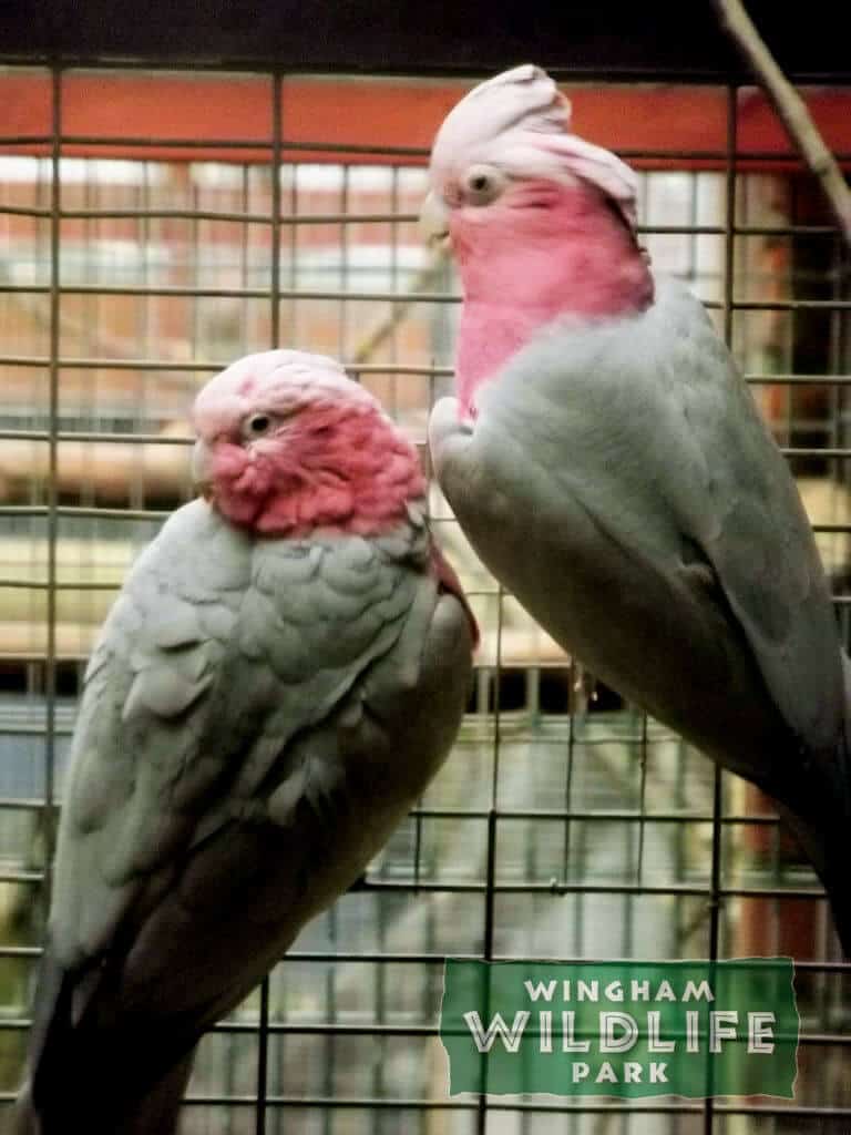 male galah cockatoo