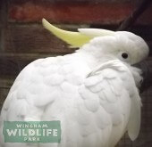 Medium Sulphur Crested Cockatoo at Wingham Wildlife Park