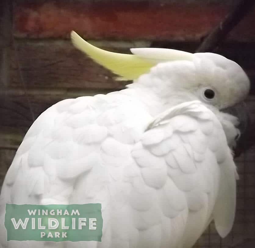medium sulfur crested cockatoo