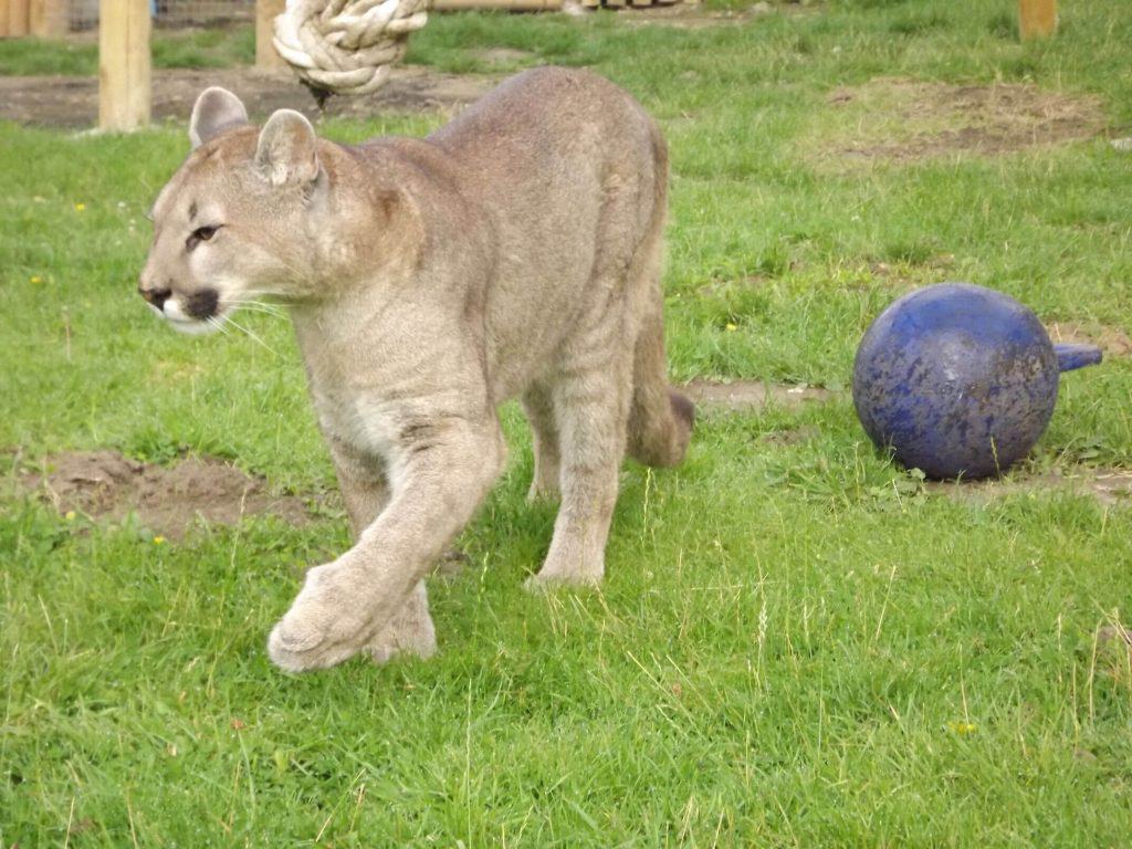 Puma / Cougar / Mountain Lion at Wingham Wildlife Park
