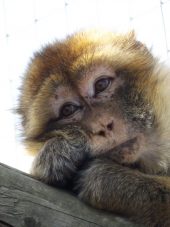 Barbary Macaque at Wingham Wildlife Park