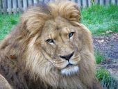 Lion at Wingham Wildlife Park