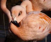 Chilean Flamingo at Wingham Wildlife Park