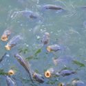 several large carp in the lake at Wingham Wildlife Park