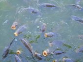 several large carp in the lake at Wingham Wildlife Park