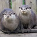 Asian Short Clawed Otters, Storm and Emily playing at Wingham Wildlife Park