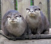 Asian Short Clawed Otters, Storm and Emily playing at Wingham Wildlife Park