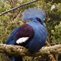 Blue Crowned Pigeon resting at Wingham Wildlife Park