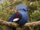 Blue Crowned Pigeon resting at Wingham Wildlife Park