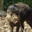 Visayan Warty Pig at Wingham Wildlife Park