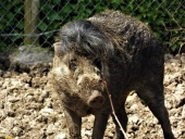 Visayan Warty Pig at Wingham Wildlife Park