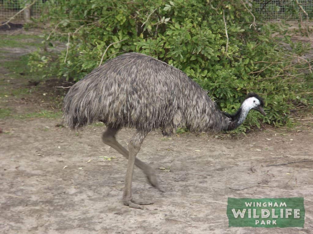 Emu at Wingham Wildlife Park