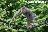 Mandrill at Wingham Wildlife Park