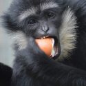 White Cheeked Gibbon at Wingham Wildlife Park