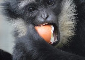 White Cheeked Gibbon at Wingham Wildlife Park