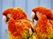 Scarlet Macaws at Wingham Wildlife Park, Kent