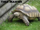 African Spur Thighed Tortoise at Wingham Wildlife Park