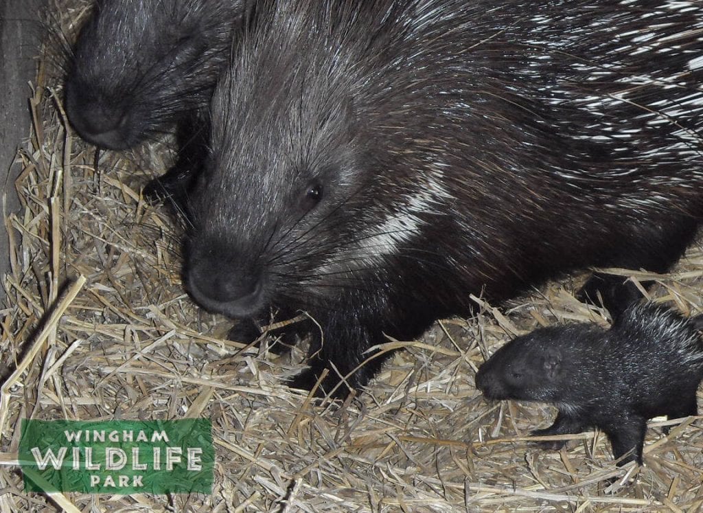 African Crested Porcupine with a baby at Wingham Wildlife Park