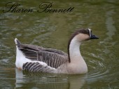 African Goose on the lake at Wingham Wildlife Park