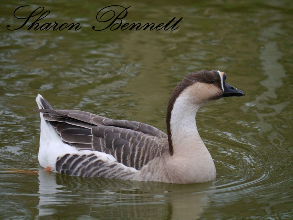 African Goose - Animal Experiences At Wingham Wildlife Park In Kent