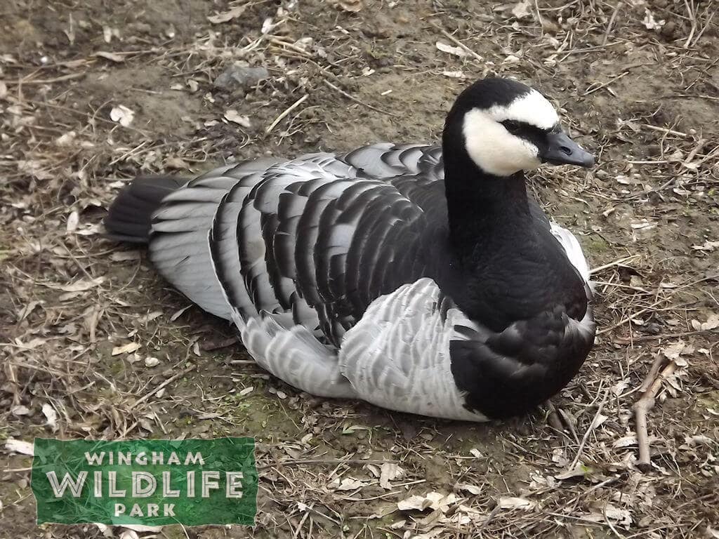 Barnacle Goose at Wingham Wildlife Park