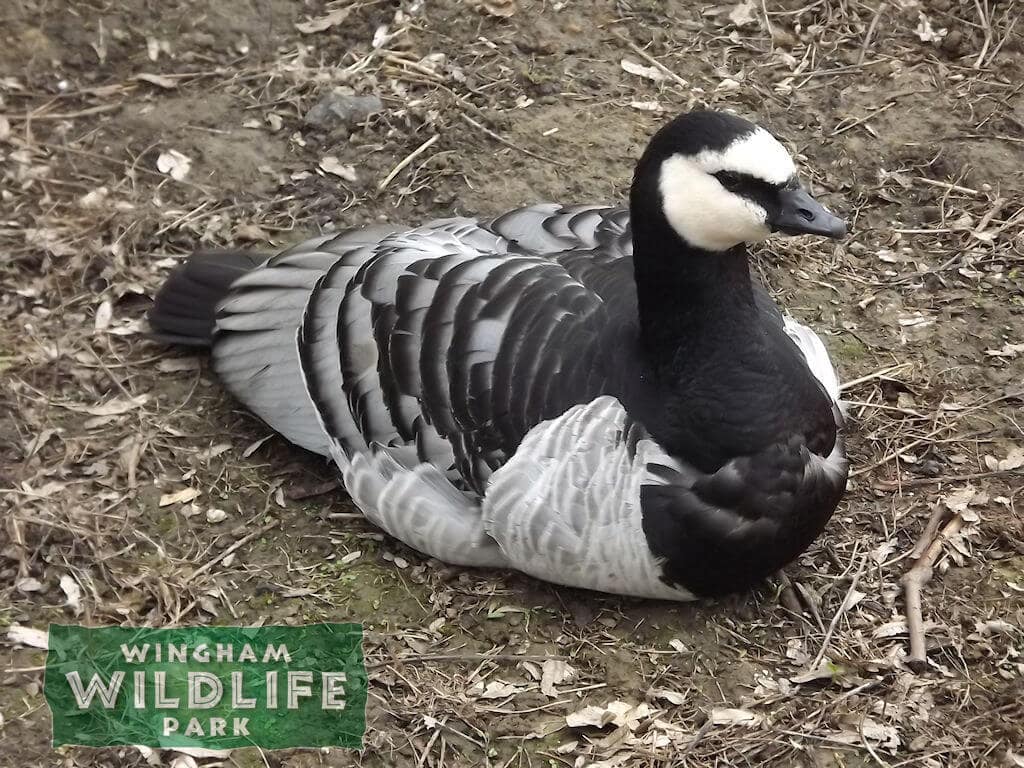 Barnacle Goose Animal Experiences At Wingham Wildlife Park In Kent