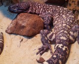 Beaded Lizard in the reptile house at Wingham Wildlife Park