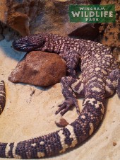 Beaded Lizard in the reptile house at Wingham Wildlife Park
