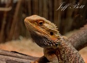 Bearded Dragon in the reptile house at Wingham Wildlife Park