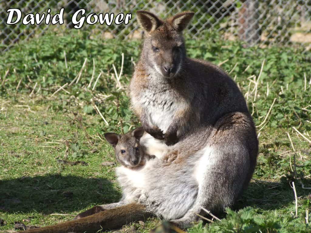 Bennetts Wallaby with joey at Wingham Wildlife Park by David Gower