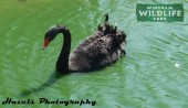 Black swan on the lake at Wingham Wildlife Park
