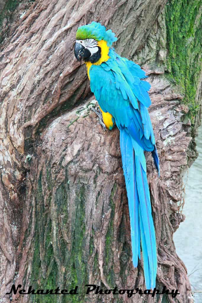 blue and yellow macaws