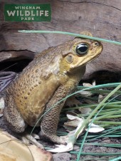 Cane toad in the reptile house at Wingham Wildlife Park