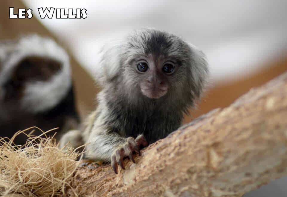 Common Marmoset baby at Wingham Wildlife Park by les Willis