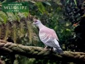 Diamond Dove at Wingham Wildlife Park