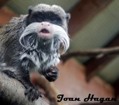 Emperor Tamarin in the chimpanzee house at Wingham Wildlife Park