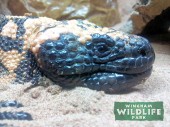 Gila Monster in the reptile house at Wingham Wildlife Park