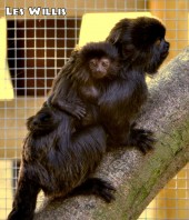 Goeldies Monkey with baby at Wingham Wildlife Park by Les Willis