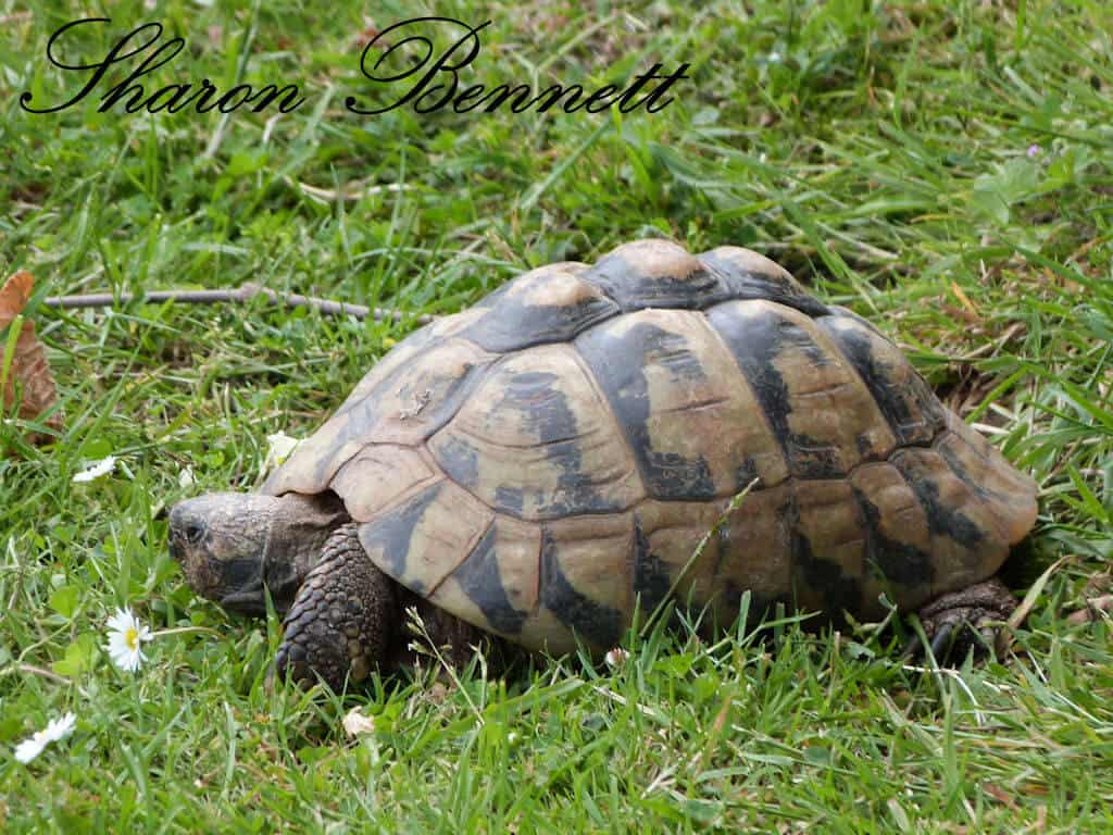 Hermanns Tortoise at Wingham Wildlife Park