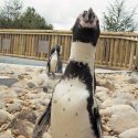 Humboldt's Penguin at Wingham Wildlife Park