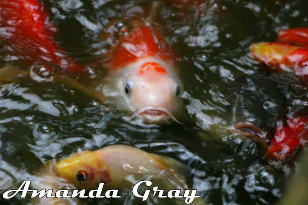 Koi Carp in the tropical house at Wingham Wildlife Park