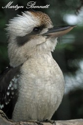 Laughing Kookaburra at Wingham Wildlife Park