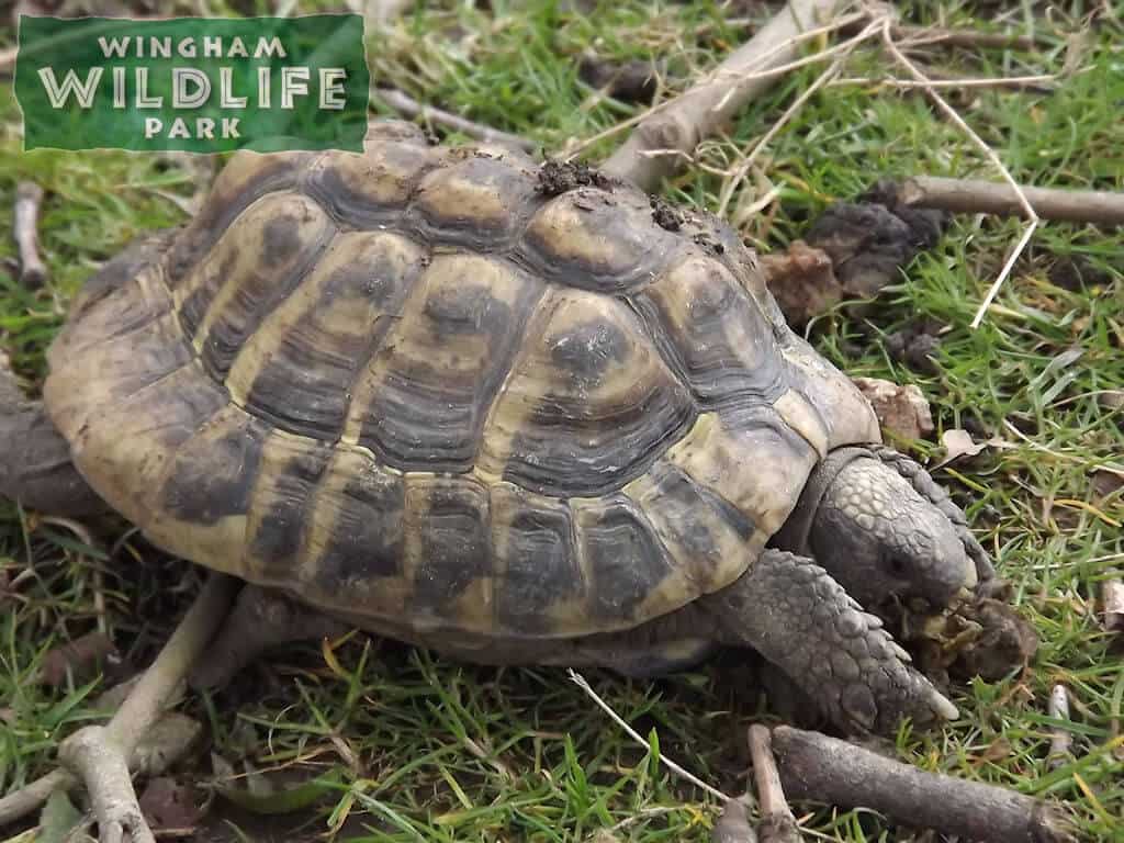 Mediterranean Spurthigh Tortoise at Wingham Wildlife Park