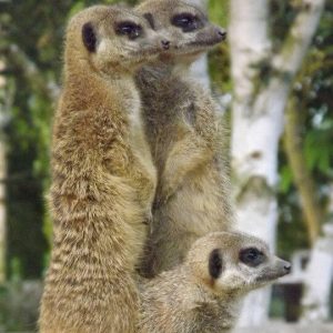 Meerkats at Wingham Wildlife Park