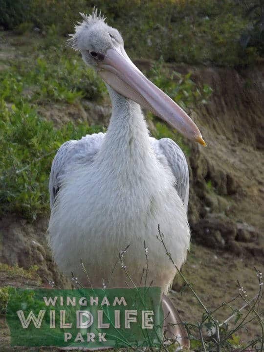 Pink Backed Pelican by the lake at Wingham Wildlife Park