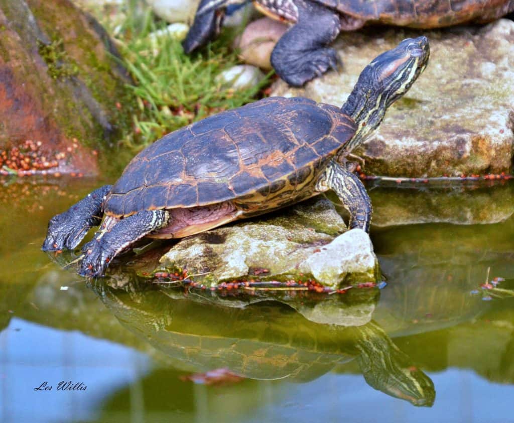 Red Eared Slider - Animal Experiences At Wingham Wildlife Park In Kent