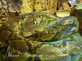 Reticulated Python in the reptile house at Wingham Wildlife Park