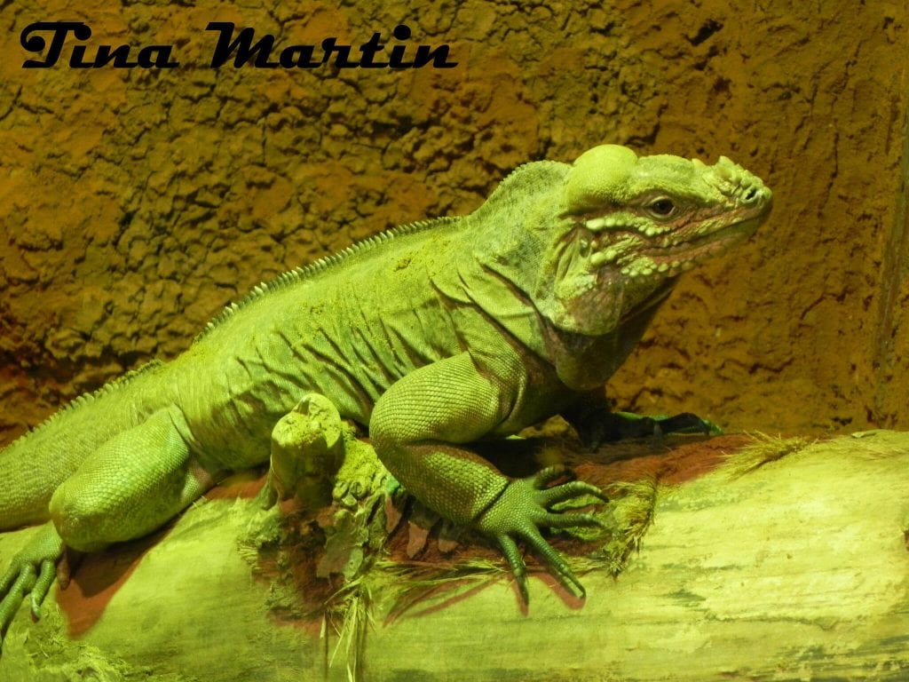 Rhinoceros iguana in the reptile house at Wingham Wildlife Park