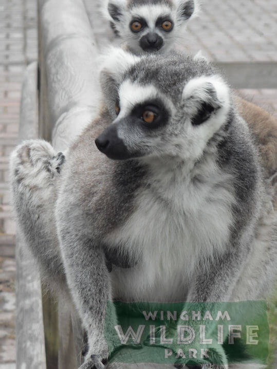 Ring Tailed Lemur with a baby at Wingham Wildlife Park