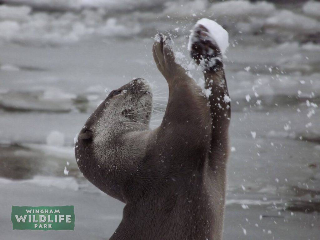 Smooth Coated Otter at Wingham Wildlife Park